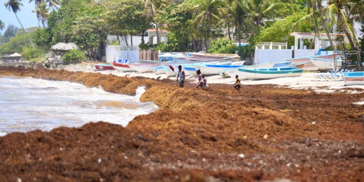 El sargazo cubre las aguas de las principales playas dominicanas