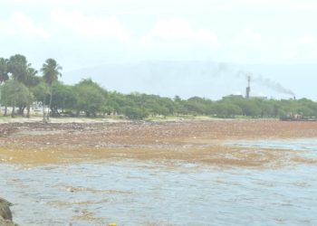 El sargazo afecta la costa de Neiba y Barahona