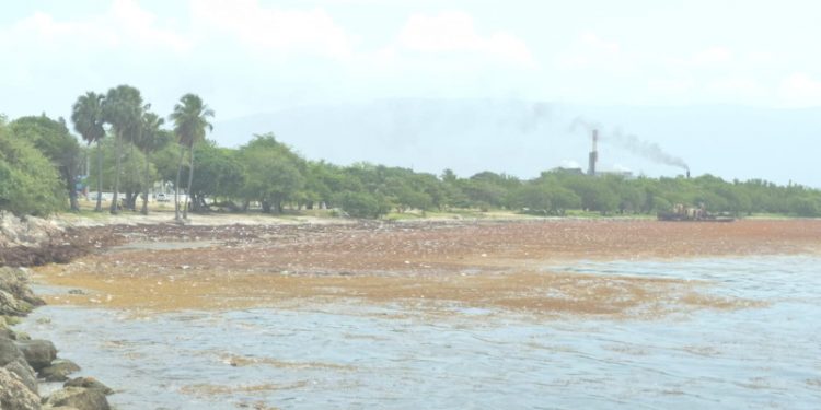 El sargazo afecta la costa de Neiba y Barahona
