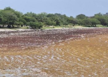 Autoridades de Barahona preocupadas por impacto del sargazo en zona costera