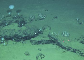Hallan el mayor y más profundo cementerio de ballenas, con restos de 3,5 millones de años