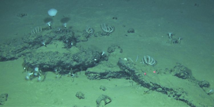 Hallan el mayor y más profundo cementerio de ballenas, con restos de 3,5 millones de años