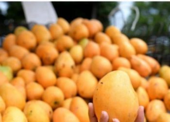Osmar Benítez alertó la necesidad de mantener la disciplina fitosanitaria en la feria del mango de este año
