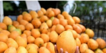 Osmar Benítez alertó la necesidad de mantener la disciplina fitosanitaria en la feria del mango de este año