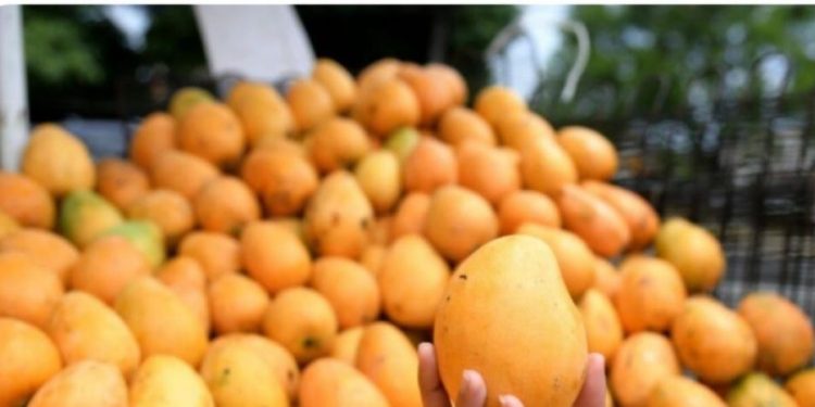 Osmar Benítez alertó la necesidad de mantener la disciplina fitosanitaria en la feria del mango de este año