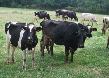 La Altagracia concentra más de 215,000 cabezas de ganado y lidera producción de carne y leche