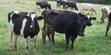 La Altagracia concentra más de 215,000 cabezas de ganado y lidera producción de carne y leche