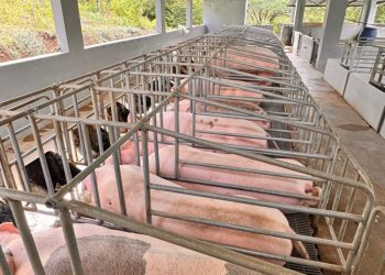 Debaten sobre el control o vigilancia de la peste porcina