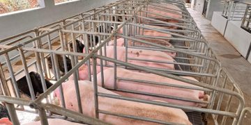 Debaten sobre el control o vigilancia de la peste porcina