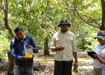 Agricultura pone en marcha Plan de Acción para reestablecer exportaciones del mango a Estado Unidos