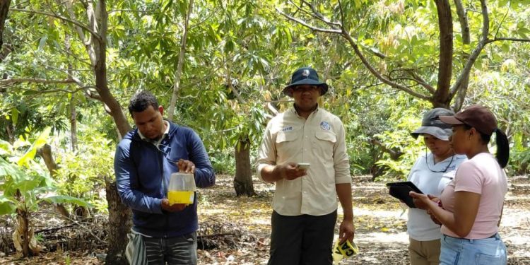 Agricultura pone en marcha Plan de Acción para reestablecer exportaciones del mango a Estado Unidos