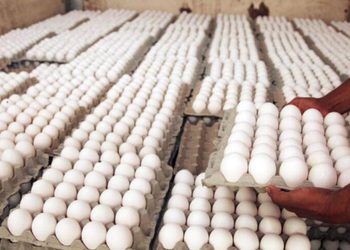 RD rompió con Cuba en pleno auge de las exportación de huevos