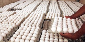 RD rompió con Cuba en pleno auge de las exportación de huevos
