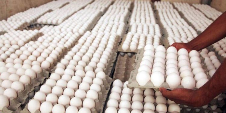 RD rompió con Cuba en pleno auge de las exportación de huevos