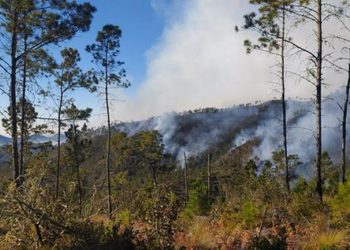 Prisión preventiva para dos hombres por deforestación en el Parque Nacional Valle Nuevo