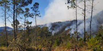 Prisión preventiva para dos hombres por deforestación en el Parque Nacional Valle Nuevo
