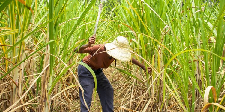 República Dominicana amplía su acceso al mercado azucarero de Estados Unidos