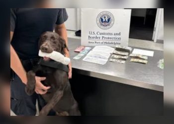 Un perro policía descubre pareja que pretendía viajar a República Dominicana con 19 mil dólares