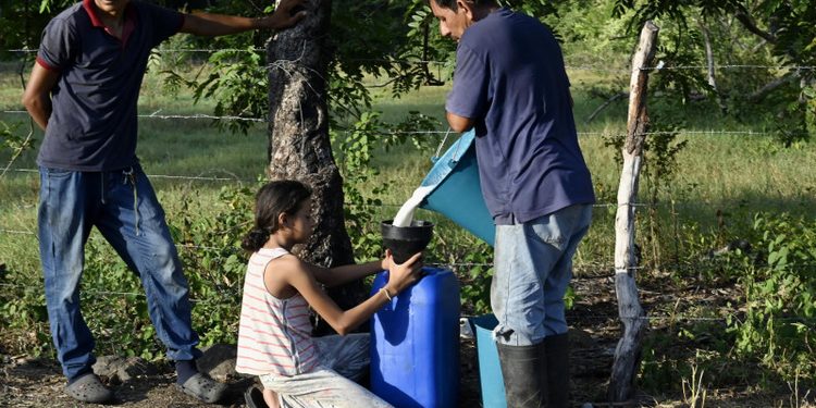 El Niño arrasa Centroamérica; vacas raquíticas y escasez de alimentos