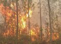 Observatorio alerta sobre emergencia por incendios forestales en el país