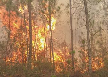 Observatorio alerta sobre emergencia por incendios forestales en el país
