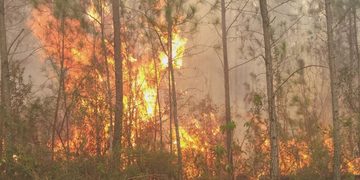 Observatorio alerta sobre emergencia por incendios forestales en el país