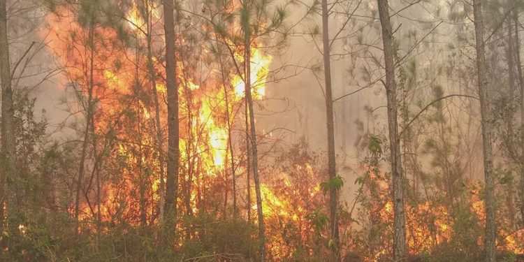 Observatorio alerta sobre emergencia por incendios forestales en el país