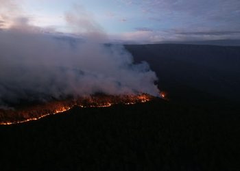 Humareda e incendios devoran pinares y fauna endémica en la Sierra de Bahoruco