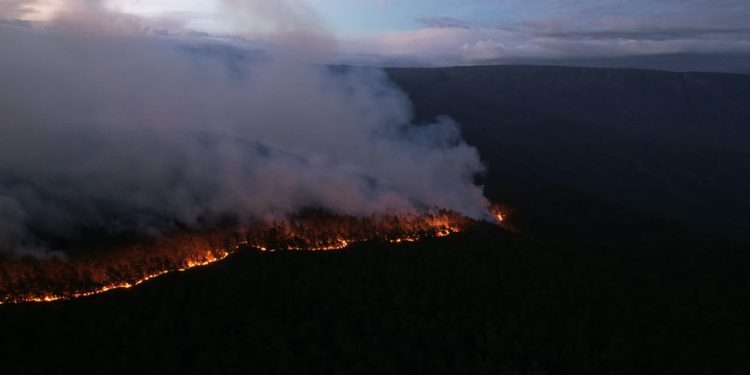Humareda e incendios devoran pinares y fauna endémica en la Sierra de Bahoruco