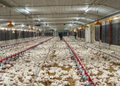 Pro Consumidor asegura que habrá pollo suficiente en Navidad y destaca precios estables