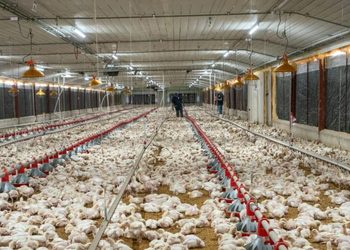 Pro Consumidor asegura que habrá pollo suficiente en Navidad y destaca precios estables