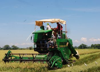 Arroceros de Montecristi alertan sobre posible crisis que amenazaría cerca de 15,000 empleos