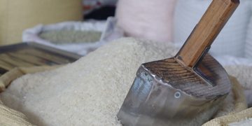 Sector arrocero muestra preocupación ante derogación de aranceles a la importación de arroz