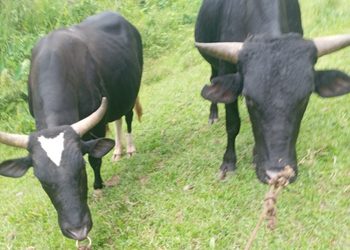 Cuatreros imbatibles: Denuncian el robo de caballos, mulos, vacas, cerdos y bueyes en Ocoa