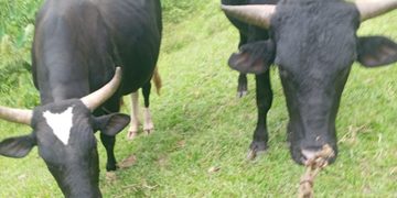 Cuatreros imbatibles: Denuncian el robo de caballos, mulos, vacas, cerdos y bueyes en Ocoa
