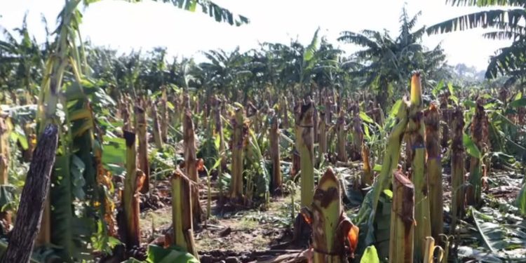 Tornado y lluvias causan daños cultivos en Valverde