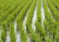 Arroceros del nordeste valoran Gobierno busque renegociar el DR-CAFTA