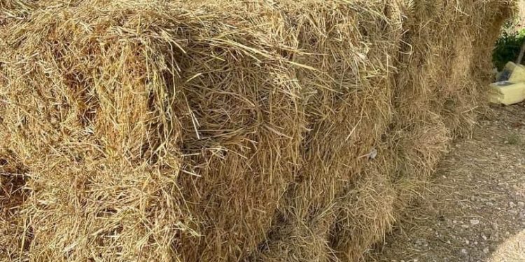 Gobierno entrega miles de pacas de pasto a ganaderos afectados por sequía en María Trinidad Sanchez