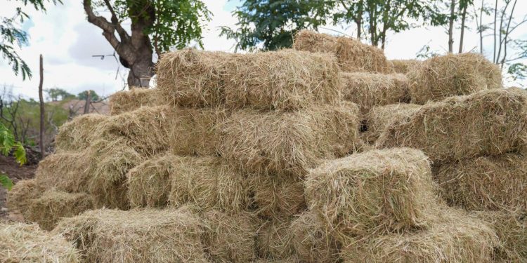 Agricultura asiste a productores; entrega más de 70 mil pacas de pasto al sector ganadero de RD