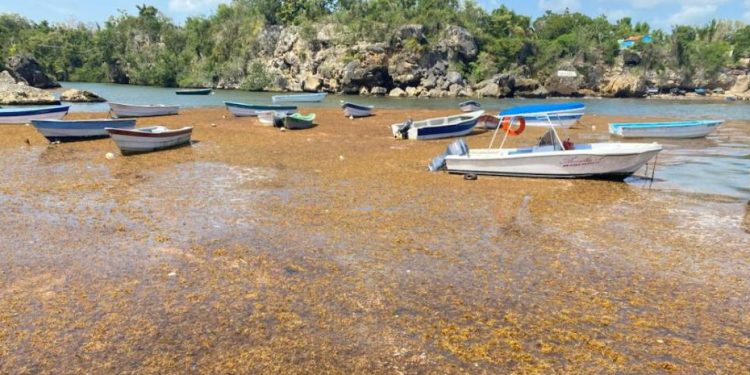 Canciller dominicano pide a países caribeños declarar el sargazo "emergencia regional"