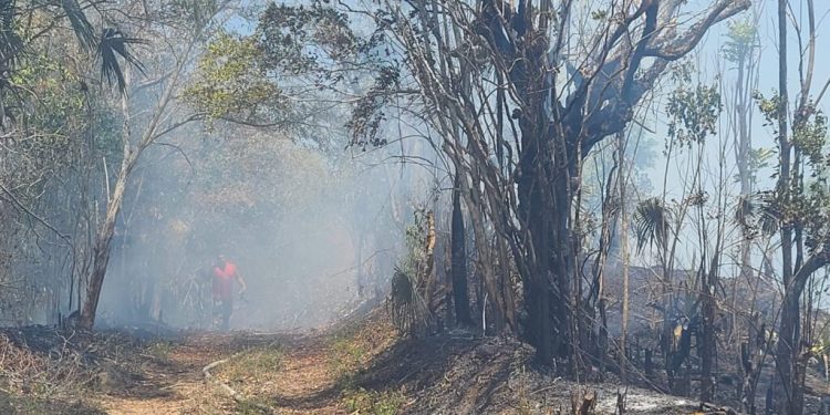 Fuego en vertedero Los Hidalgos afecta vegetación