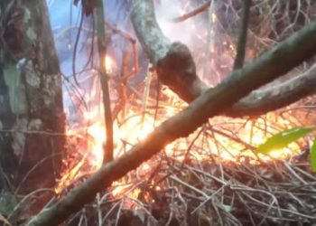 Bomberos siguen combatiendo el incendio afecta a Saltos de Jima