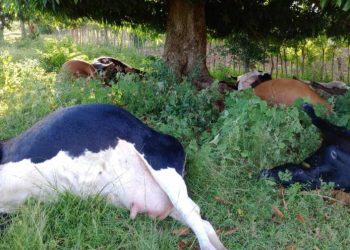 Al menos 17 reses muertas al ser impactadas por un rayo en Loma de Cabrera