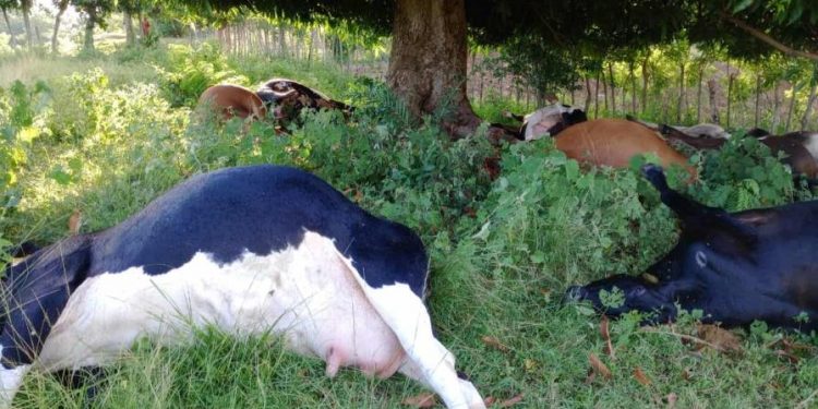 Al menos 17 reses muertas al ser impactadas por un rayo en Loma de Cabrera