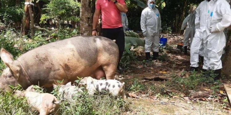 Ministro de Agricultura reitera peste porcina africana está controlada en RD