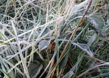 Valle Nuevo registró temperaturas -4 grados Celsius