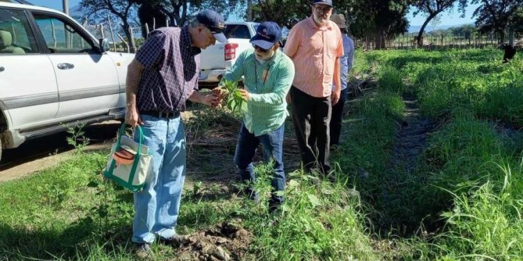 Especialista de Universidad de California evaluará plaga en habichuelas de RD