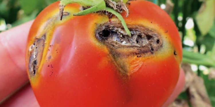 Sanidad Vegetal supervisa plagas cuarentenarias ausentes en el país