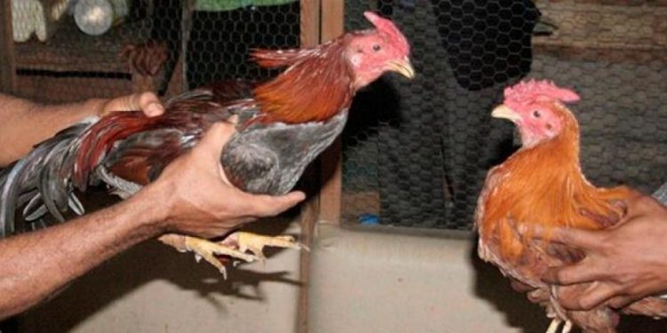 En últimos dos años el Ministerio de Deportes ha recaudado más de 43 millones de pesos con galleras