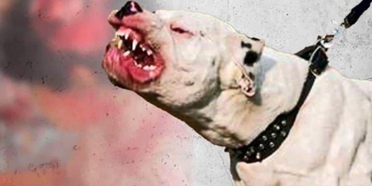 Otra víctima de los perros pitbull, esta vez un niño de ocho años de Santo Domingo Norte